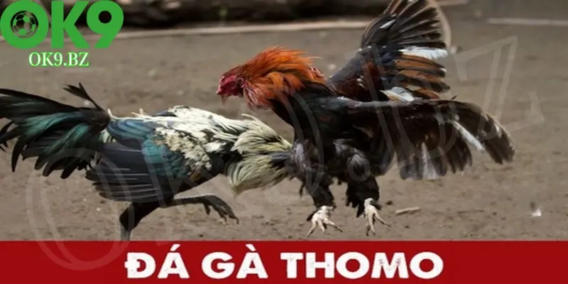 Tìm hiểu về đá gà Thomo