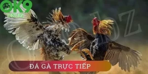 đá gà thomo trực tuyến
