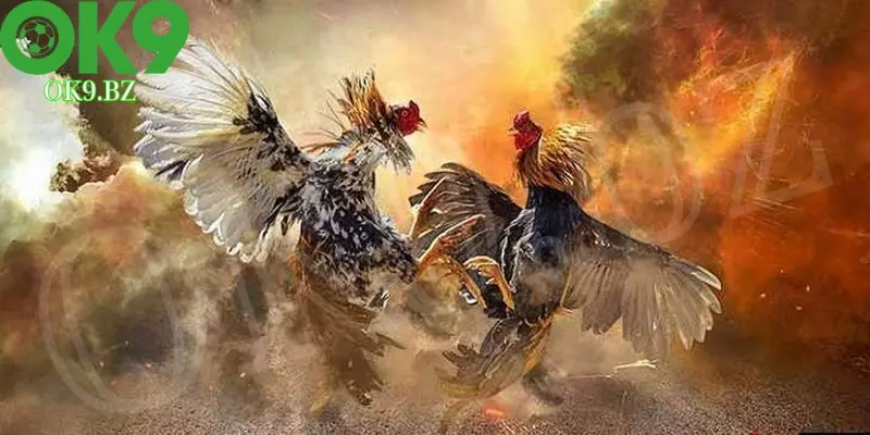 Cách tham gia đá gà Thomo tại OK9